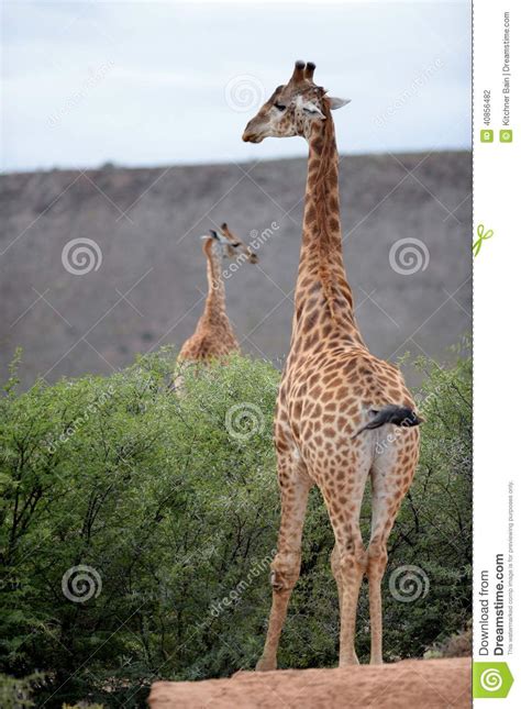 Giraffe stock photo. Image of grass, bush, camelopardalis - 40856482