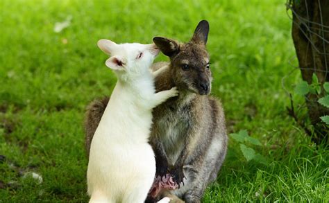 Wallaby and baby | Wallaby with baby albino wallaby | Raymond | Flickr