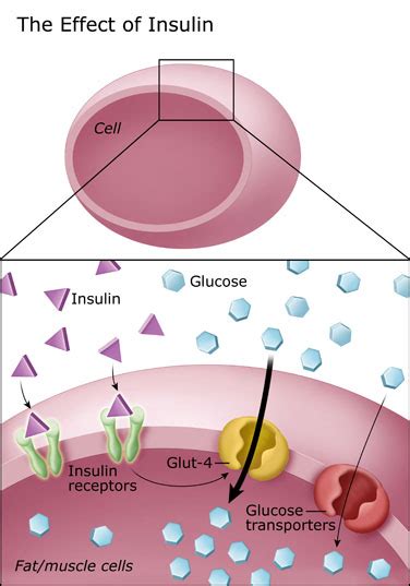 Controlling Blood Sugar - Diabetes Education Online