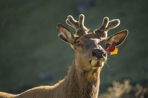 Supplementary feeding changing reindeer behavior and reindeer husbandry culture