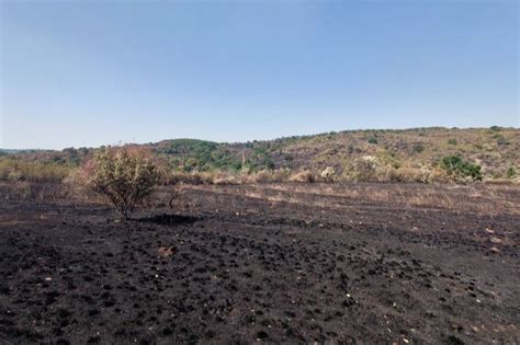 Wildfire destroys Mouse-tailed dormouse habitat – Discover the mammals of Europe