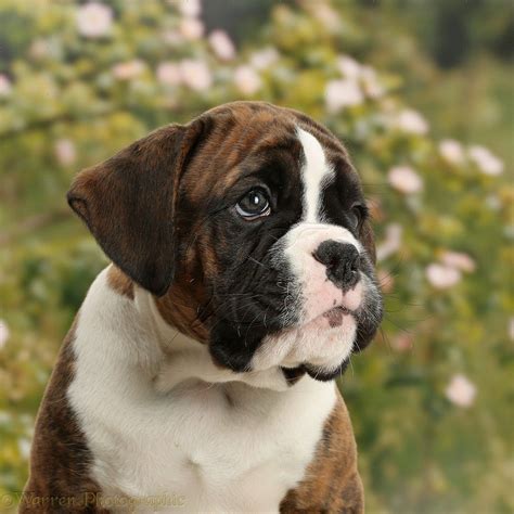 gorgeous! | Boxer puppy, Puppies, Boxer dogs