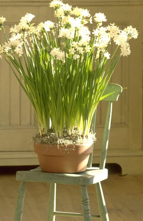 Paperwhites | Paperwhites, Planting flowers, Winter flowers