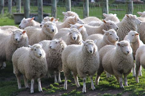 Sheep Production in the United States - Animal Agriculture Alliance