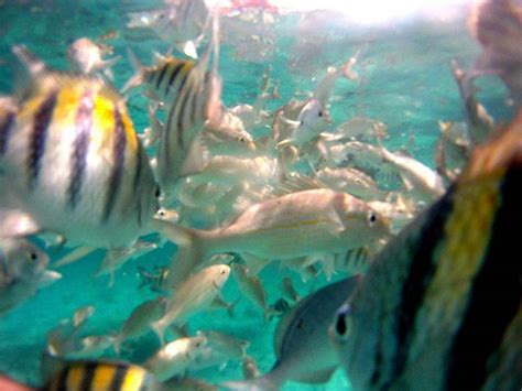 Snorkeling Mexico Rocks