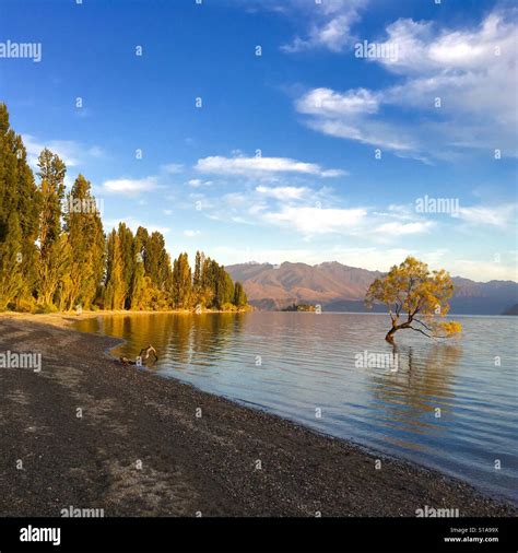 The Wanaka Tree on lake Wanaka in New Zealand South Island at sunrise Stock Photo - Alamy