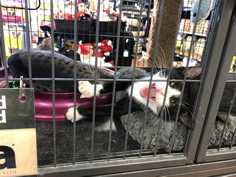 Saw this guy at the pet-store. Some cats will do anything to be adopted... : r/Awww