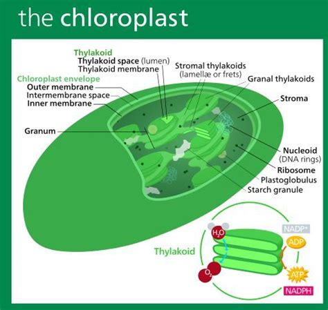 Plastids - Definition, Types, Main Structure and Function | Plant cell, Photosynthesis, Biology