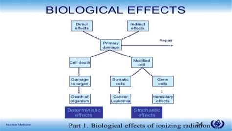 Biological effect of ionizing radiation [3] | Download Scientific Diagram