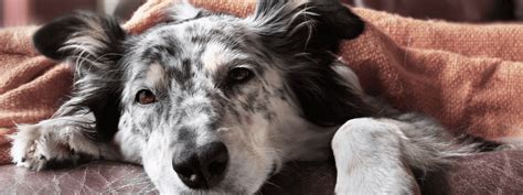 What You Need to Know About the Recent Canine Influenza Outbreaks