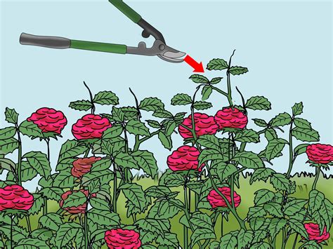 How to Prune Knockout Roses (with Pictures) - wikiHow