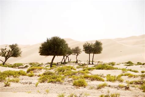 Desert ecosystem: Types and components - sciencequery.com