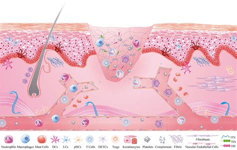 Frontiers | Inflammatory Microenvironment of Skin Wounds