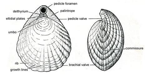 Pin on Fossil Anatomy