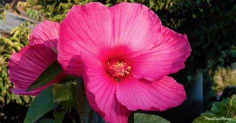 Hardy Hibiscus Care: Growing Tips For Hibiscus Moscheutos