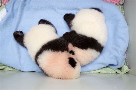 Time-Lapse Video of Baby Giant Panda Twins' First 100 Days