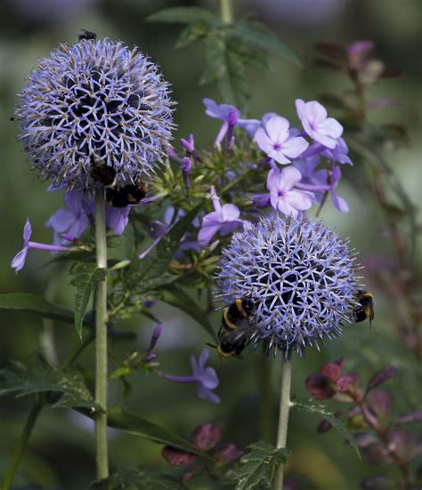 How to create a bee-friendly garden | Real Homes