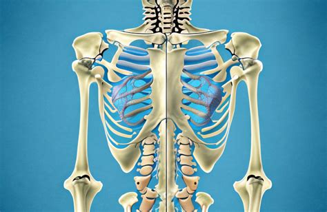 Osteomyelitis: Symptoms, Causes, Treatment, and More - Article Insider