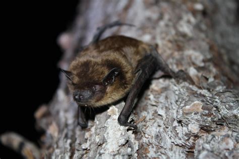 Evening bat | Audubon Corkscrew Swamp Sanctuary