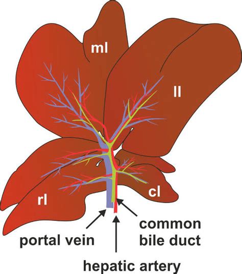 Anatomy of bile duct, portal vein and hepatic artery in mice. For... | Download Scientific Diagram