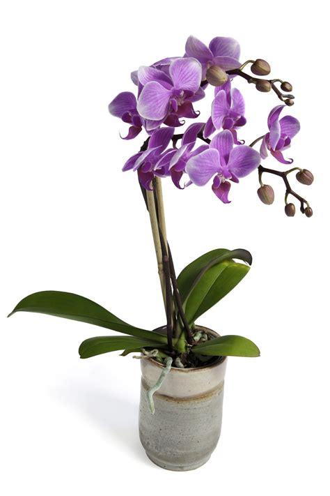 Purple Orchid Plant In A Pot | Ground orchids, Orchids, Amazing flowers