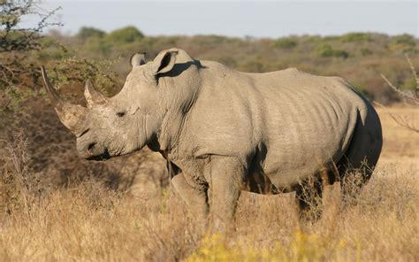 White Rhino - Khama Rhino Sanctuary, Botswana = white rhinoceros (Ceratotherium simum); DISPLAY ...