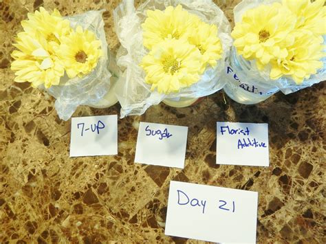 Easy Flower Science Fair Project for Students - WeHaveKids