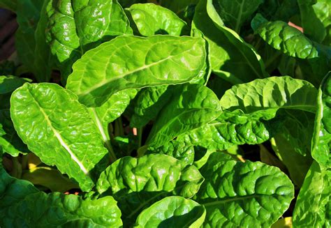 Commercial Hydroponic Farming | How to grow spinach hydroponically - Commercial Hydroponic Farming