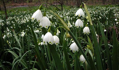 Leucojum aestivum (summer snowflake): Go Botany