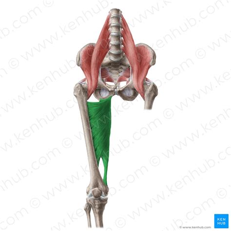 Adutores do quadril | Anatomy, Pruning shears, Brushing teeth