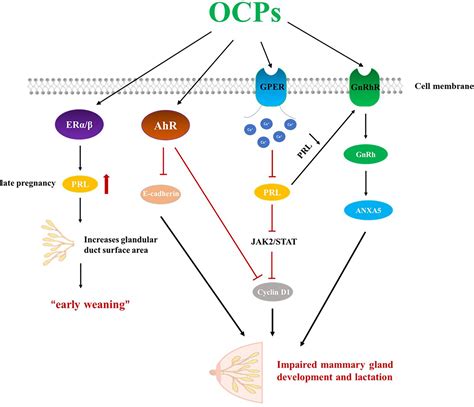 Frontiers | Effects of Organochlorine Pesticide Residues in Maternal Body on Infants