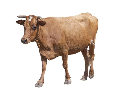 Cow isolated on white. Brown going cow isolated on white background , #ad, #white, #isolated, # ...