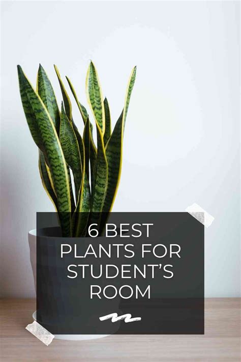 6 Best Plants For Student’s Room | Constant Delights