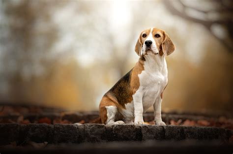 Download Dog Animal Beagle HD Wallpaper