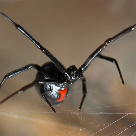 Habitat Of Black Widow Spider Hotsell | blog.websoft9.com