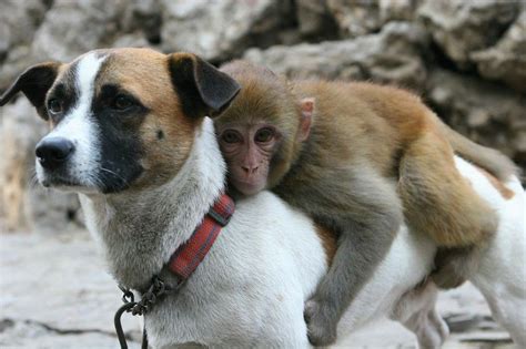 Fotos mostram animais 'adotados' por outras espécies | Catraca Livre Unusual Animal Friendships ...