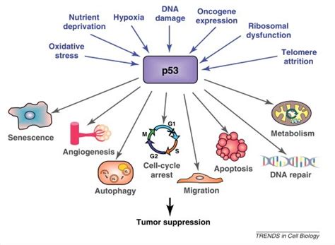 Science Types: p53: The gene that cracked the cancer code - a review