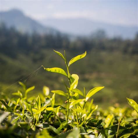 What is the ideal climate condition for tea cultivation?