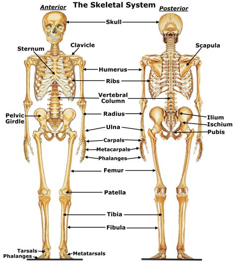 Human Skeletal System Diagram. The skeletal system provides a framework ...