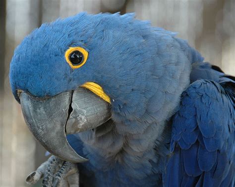 Hyacinth Macaw, the largest Parrot in the world