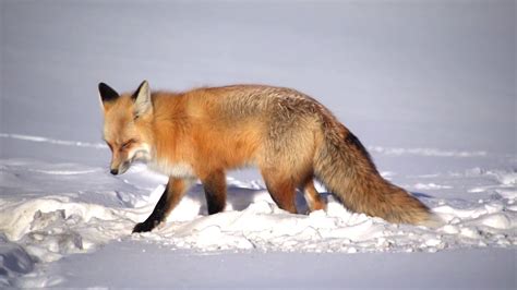 Foxes Hunting in the Snow - YouTube