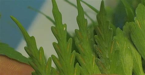 Propagating ferns