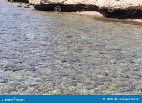 Coral in the red sea. stock photo. Image of water, blue - 116893402