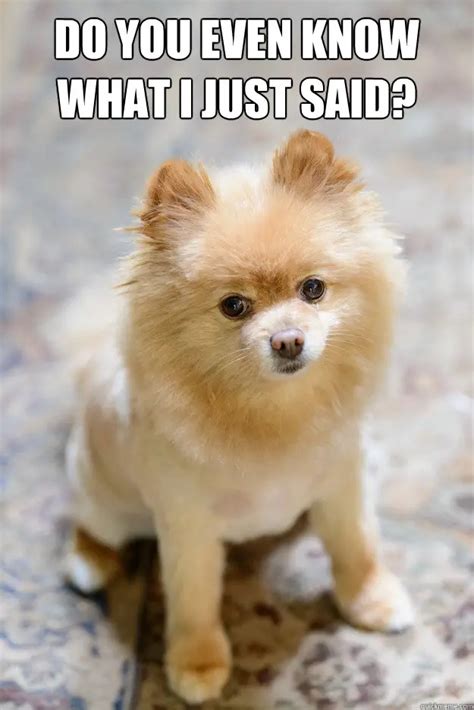 The 19 Funniest Pomeranian Memes Of All Time | Page 3 of 4 | The Paws