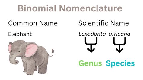 Binomial Nomenclature - Rules, Significance & Examples » BIOLOGY TEACH