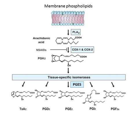 PGE2 Biosynthetic pathway. PLA2 = cytosolic phospholipase A2; COX =... | Download Scientific Diagram