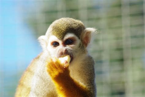 Common Squirrel Monkey - Home