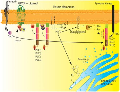 Phospholipase C. - Abstract - Europe PMC