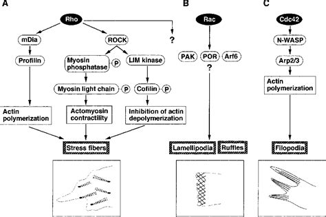 Figure 1 from Small GTP-binding proteins. | Semantic Scholar