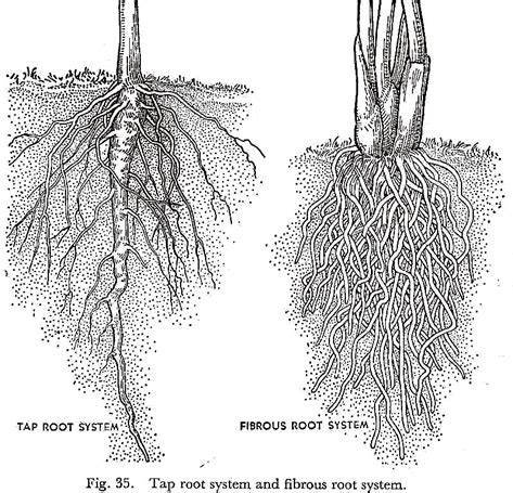 Tree Root Size Chart